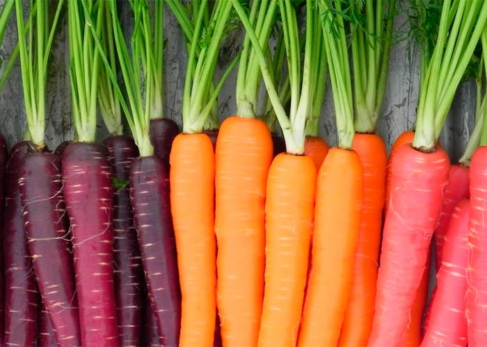 Varios tipos de Zanahorias