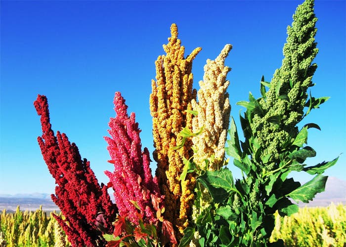 Variedades de la planta de quinoa